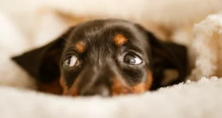 Animali "senza casa", l'inchiesta